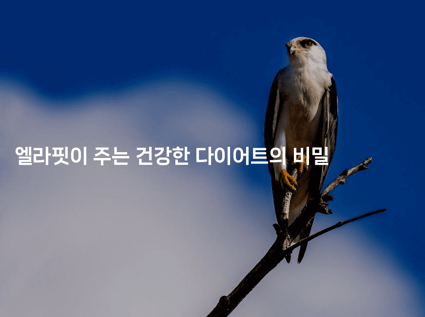 엘라핏이 주는 건강한 다이어트의 비밀