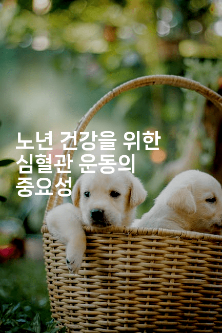 노년 건강을 위한 심혈관 운동의 중요성
-시니어리그