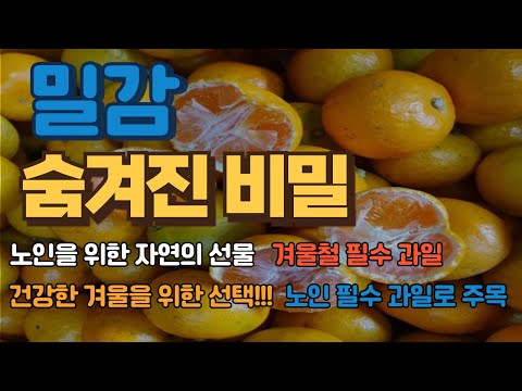 겨울철 필수 과일! 밀감이 노인 건강에 좋은 이유